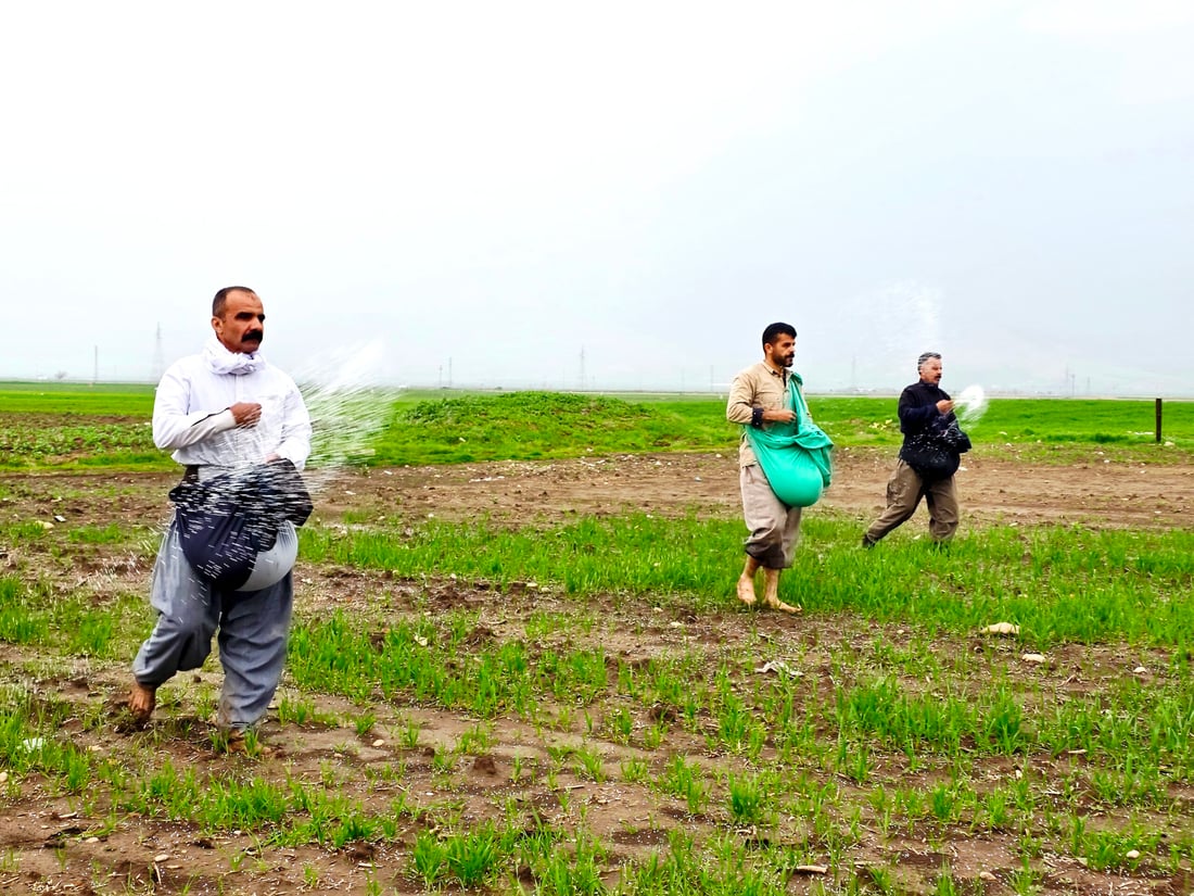 بارانی زۆر بەشێکی گەنمی جوتیارانی شارەزووری زەرد هەڵگەڕاندووە