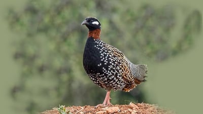 له‌ گوندى بۆگد باڵنده‌یه‌كى (پۆڕ) بە برینداری له‌ راوچییه‌كان سه‌ندرایه‌وه‌