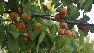 ئەمساڵیش قەیسی خانەقین بازاڕی نییە