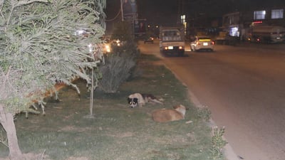 النجف لا ترحم الكلاب السائبة.. استخدمت 1200 طعم سام بحملة المكافحة الكبرى!