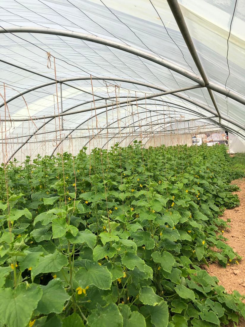 صور من داخل بيوت الخيار العراقي.. مذاقه حلو ورائحته شهية ولا مقارنة مع المستورد