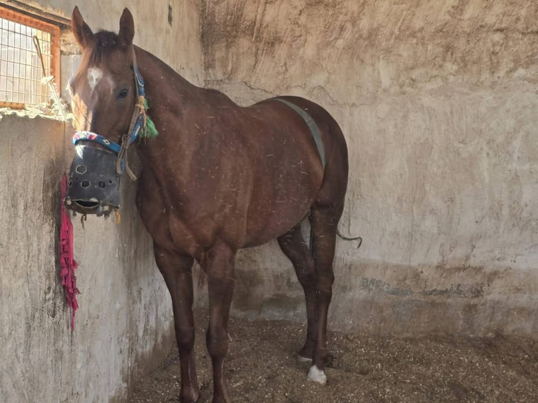 Basra equestrian committee aims to lift international ban