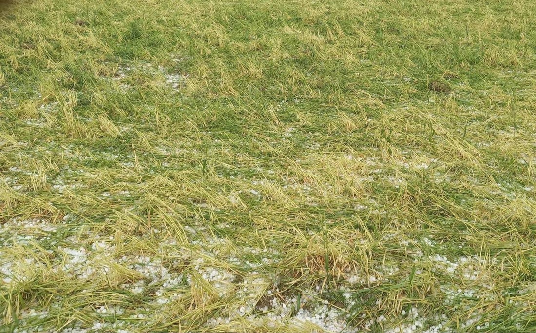 “الحالوب” يضرب بقوة في المشخاب ويكسر سيقان سنابل الحنطة (صور)