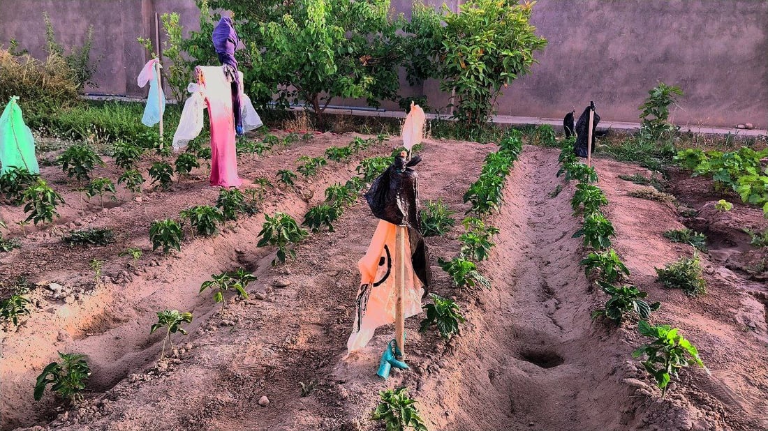 صور من القائم: حدائق منزلية تزرع الباميا والفلفل.. “طعمها طيب وتُغني عن السوق”