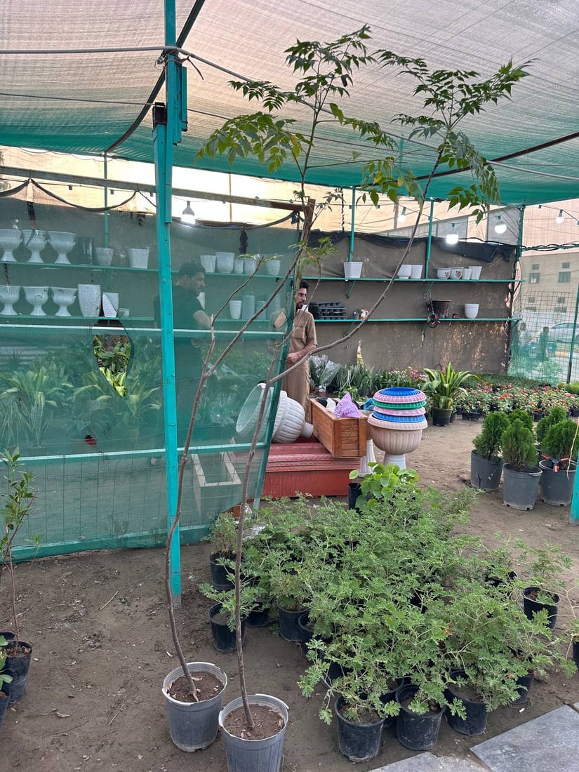 أوكسجين وخضرة دائمة.. سمعة “السبحبح” تزيح “الكاربس” السيء عن شوارع الكوت (صور)