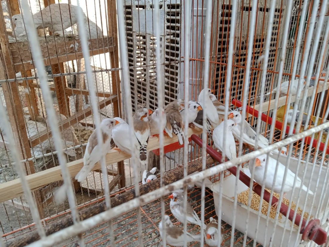 سوق الطيور في بغداد الجديدة.. نسخة من سوق الغزل وينافسه منذ السبعينات