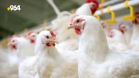 Chicken prices rise in Duhok as farms face losses from diseases