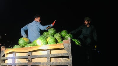 شوتی پێنجوێن پێگەیشت و جوتیاران بە شەودا شوتی بار ئەکەن