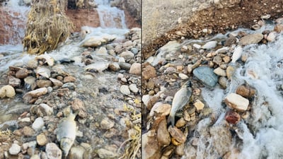 لە ئاغجەلەر خاوەن کێڵگەیەکى ماسى رەنج بە خەسار بوو