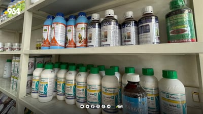 لە پێنجوێن دەرمانە کشتوکاڵییەکان رۆژانە زیان لە نزیکەی 10 جوتیار دەدەن