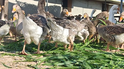 “بۆنیکام گیایەکی نوێیە و دەبێتە شوێنگرەوەی وێنجە”