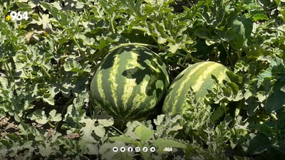 شووتیە شیرینەکەی پێنجوێن پێگەیشتووە