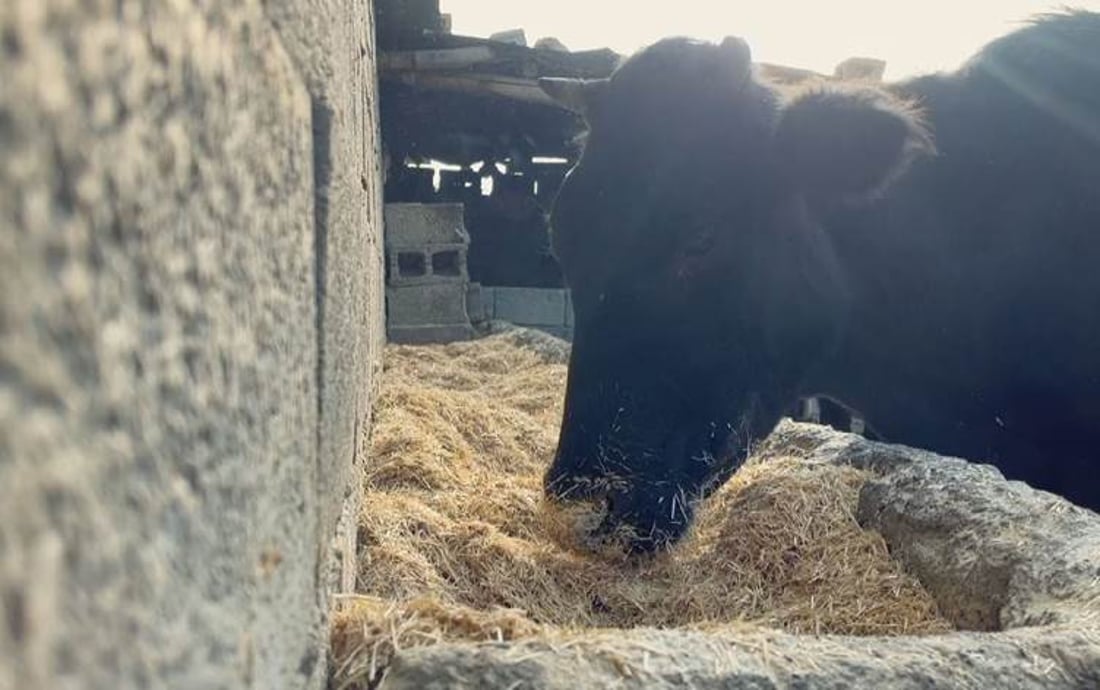 هەر تۆنێک ئالیک 70 دۆلار هەرزان بووە