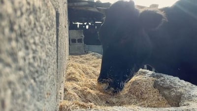 هەر تۆنێک ئالیک 70 دۆلار هەرزان بووە