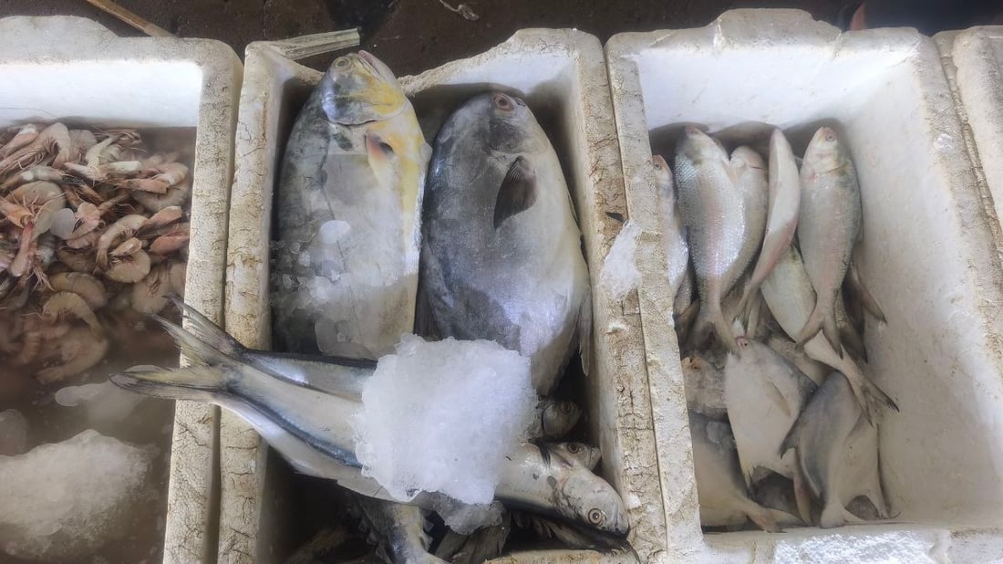 5 أطنان روبيان و3 هامور تنعش مزاد الفاو صباح اليوم.. والصيادون يتحدون “البوارح”