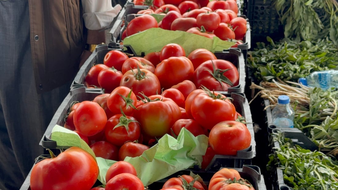 تەماتە بوو بە تۆڵەکە و نرخەکەی ڕما