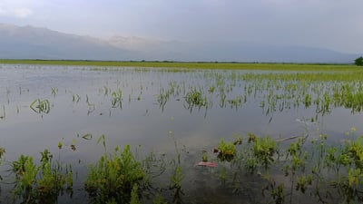 سه‌دان دۆنم زه‌وى كشتوكاڵى سنوورى هه‌ڵه‌بجه‌ بوون به‌ژێر ئاوى ده‌ربه‌ندیخانه‌وه‌