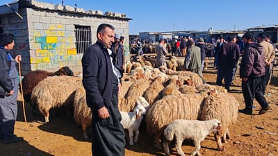 لە هەولێریش گۆشتی ئاژەڵ بەزیندەقەپان گرانبووە