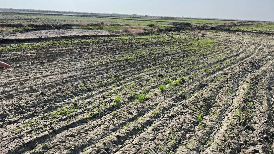 يقاوم الجفاف ويحبه النحل.. ذي قار تنجح بزراعة نبات “العصفر” و”تراقب سلوكه”