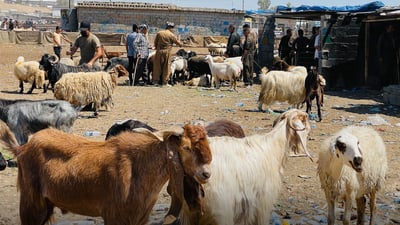 لە سلێمانی مەیدانی ئاژەڵانی لێ دەرچێ فرۆشتن لەهیچ شوێنێکی تر نابێ بکرێ