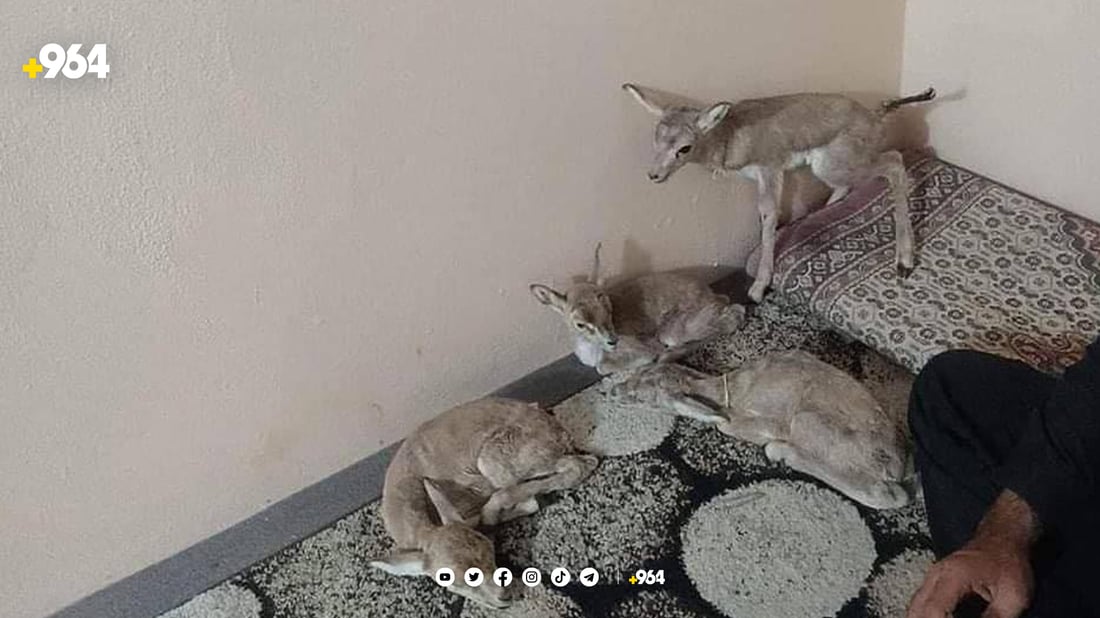 باندێكی بازرگانی كردن بە ئاژەڵی كێویەوە دەستگیركرا