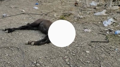 لێکۆڵینەوە لە رووداوی سەربڕین و فڕێدانی ئەسپێک لەسەر شەقام دەکرێت