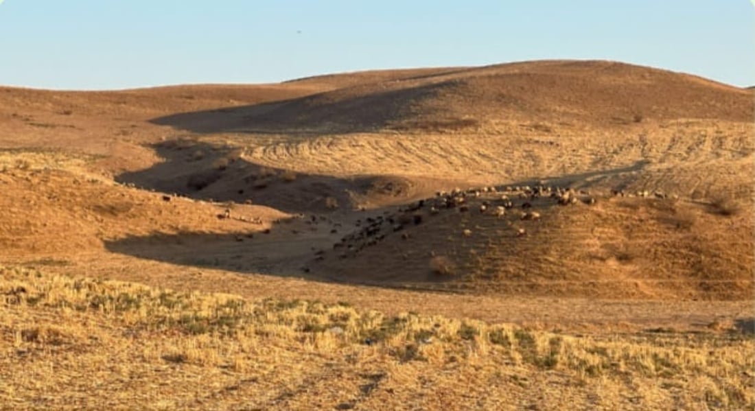 Shortage of pastures forces decline in livestock numbers in Goptapa village