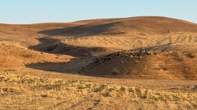 Shortage of pastures forces decline in livestock numbers in Goptapa village