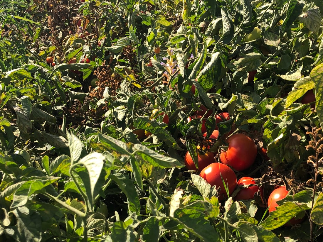 تەماتەی ئێرانی داغڵکرا و تەماتەی خۆماڵیش بەهاکەی لەدەستدا