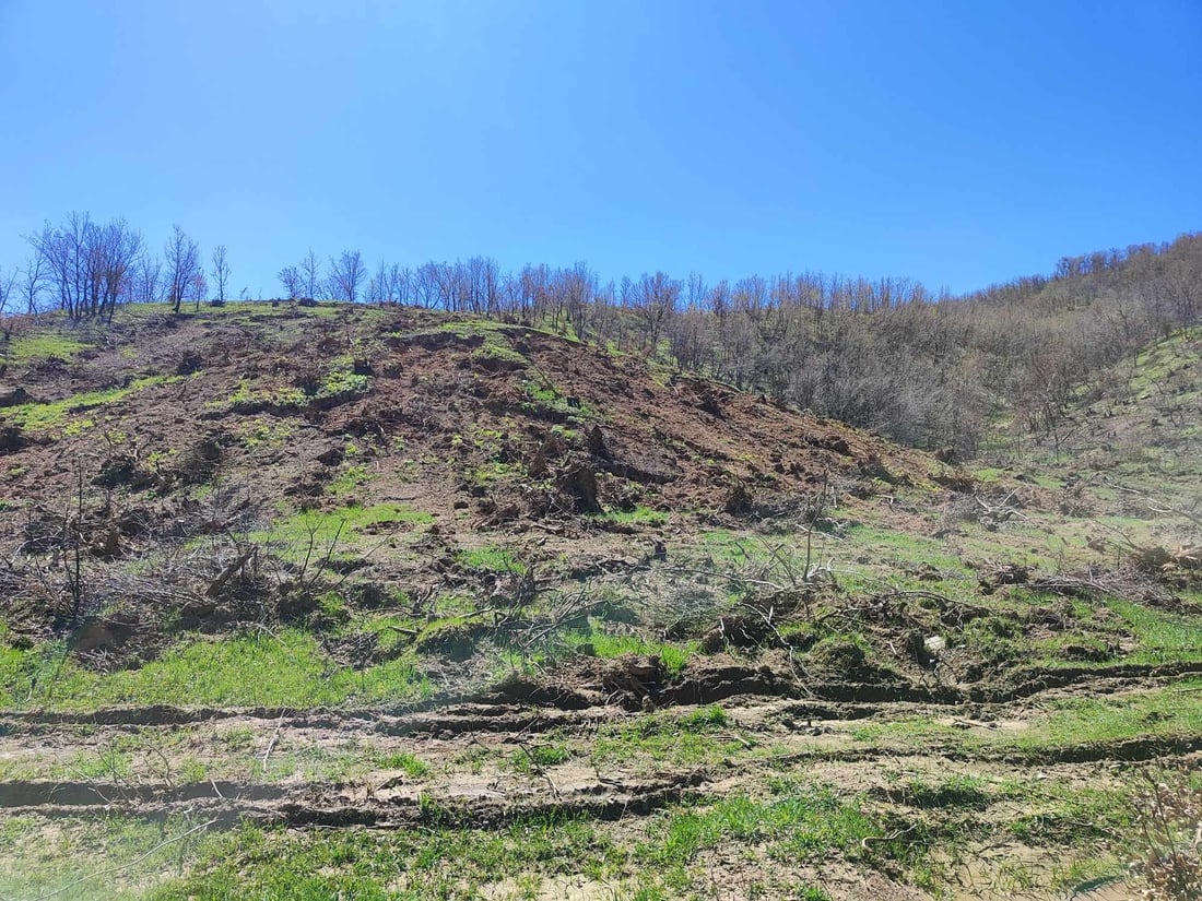 له‌ پێنجوێن رووبەرێکی فراوانی دارستان لەناو بران