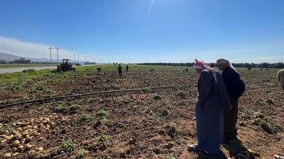 جوتیارانی باشیک هاواریان لێ هەڵساوە دەڵێن “بەرهەمی پەتاتە لەبازاڕ پارە ناکات”