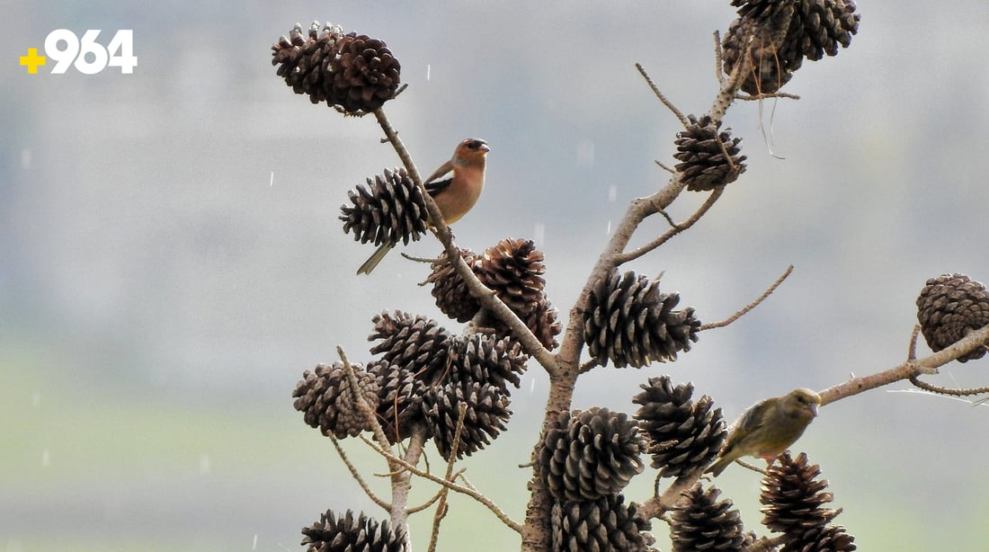 باڵنده‌ كۆچه‌رییه‌كان لە هه‌رێمی كوردستانه‌وه‌ ده‌چنه‌ ناوچه‌ سارده‌كان