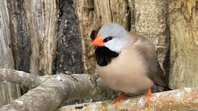 چێشتخانەیەک زیاتر لە دوو هەزار باڵندەی جیاوازی تێدایە