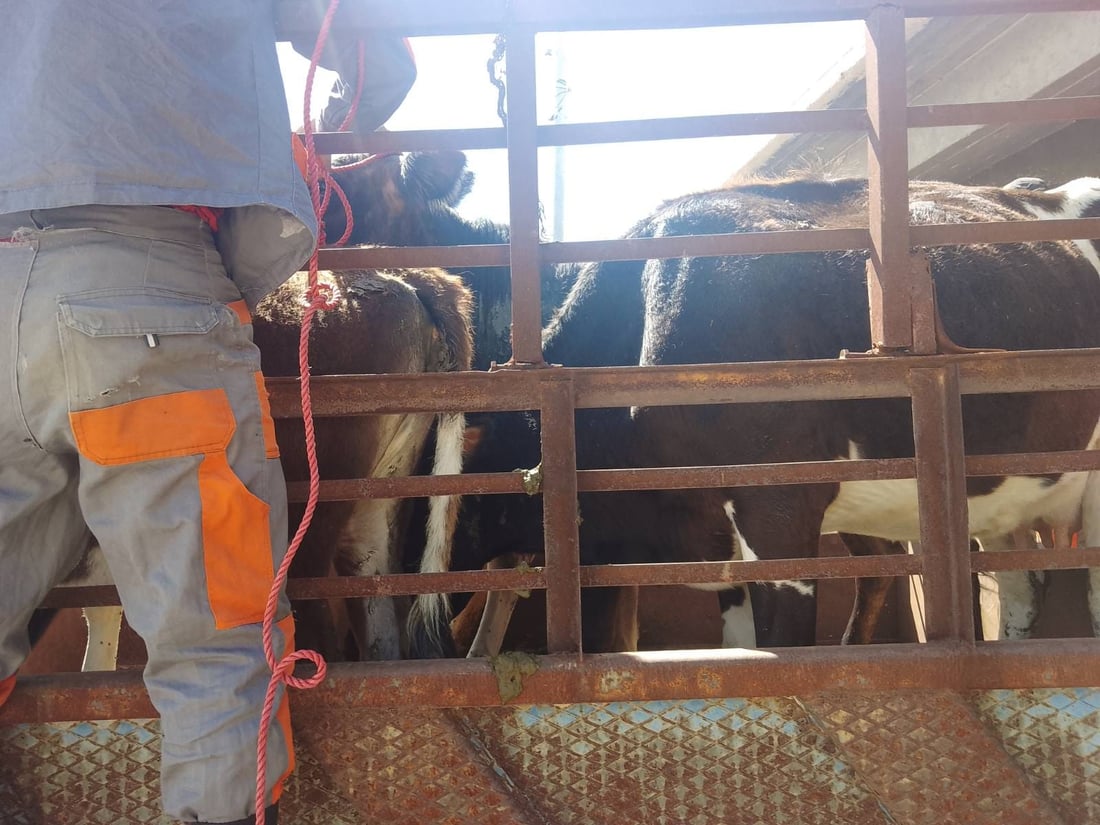 لە هەڵەبجە چەند مانگایەك دەستگیركران