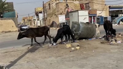 “احتلال المواشي” يقلق مدن الناصرية على طابعها الحضري (فيديو)