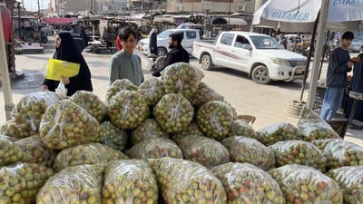 Basra’s nabq fruit draws traders as production booms and exports increase