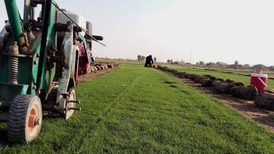 “بزايز بهرز” مركز زراعة “الثيل” في العراق.. تسوّق 5 أنواع للمنازل وملاعب الكرة
