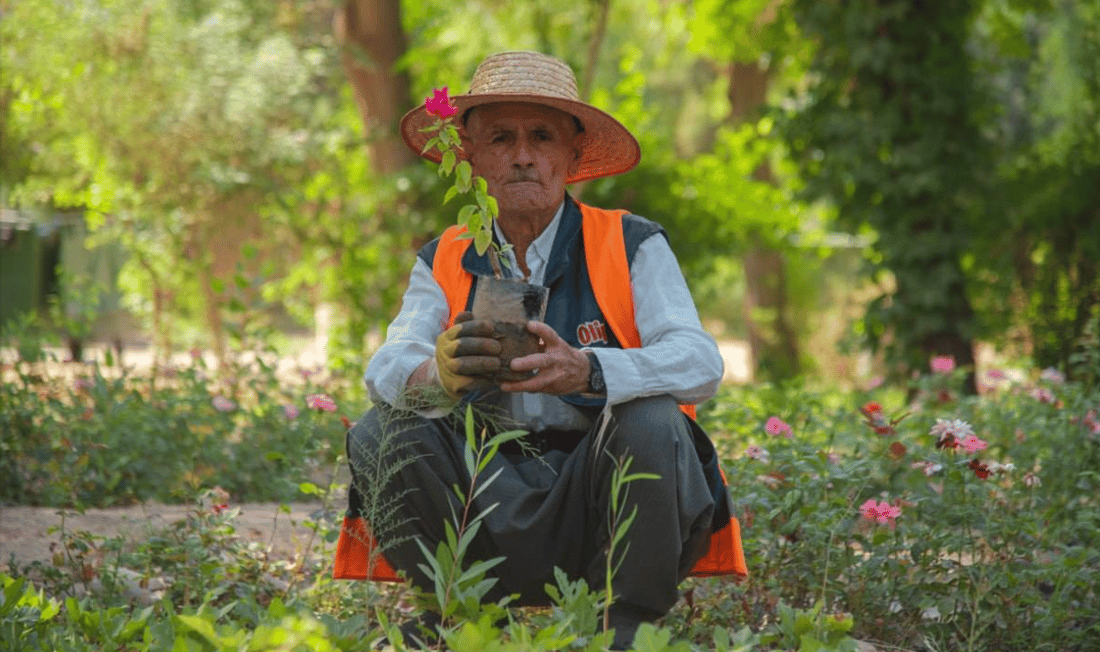 112 هەزار نەمام ئامادەن بۆ باخچەکانی هەولێر 