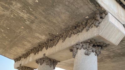 نیشتمانی پەڕەسێلکەکان لە پشدەرە