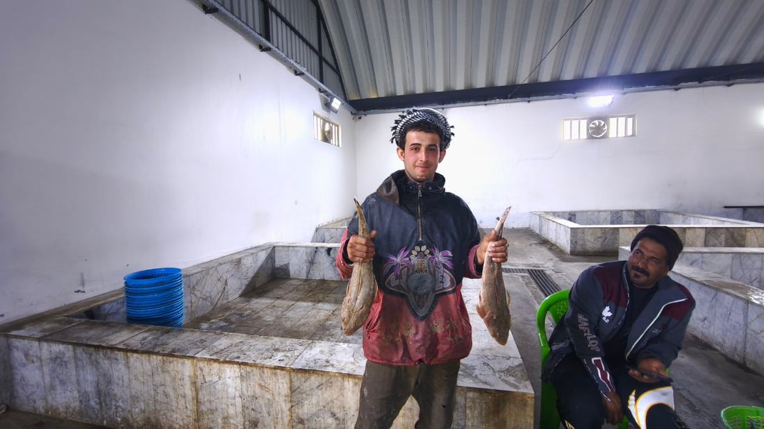 بدأ موسم “الشانگ” و”دجاج البحر” في الفاو والكيلو 6 آلاف دينار فقط (صور)