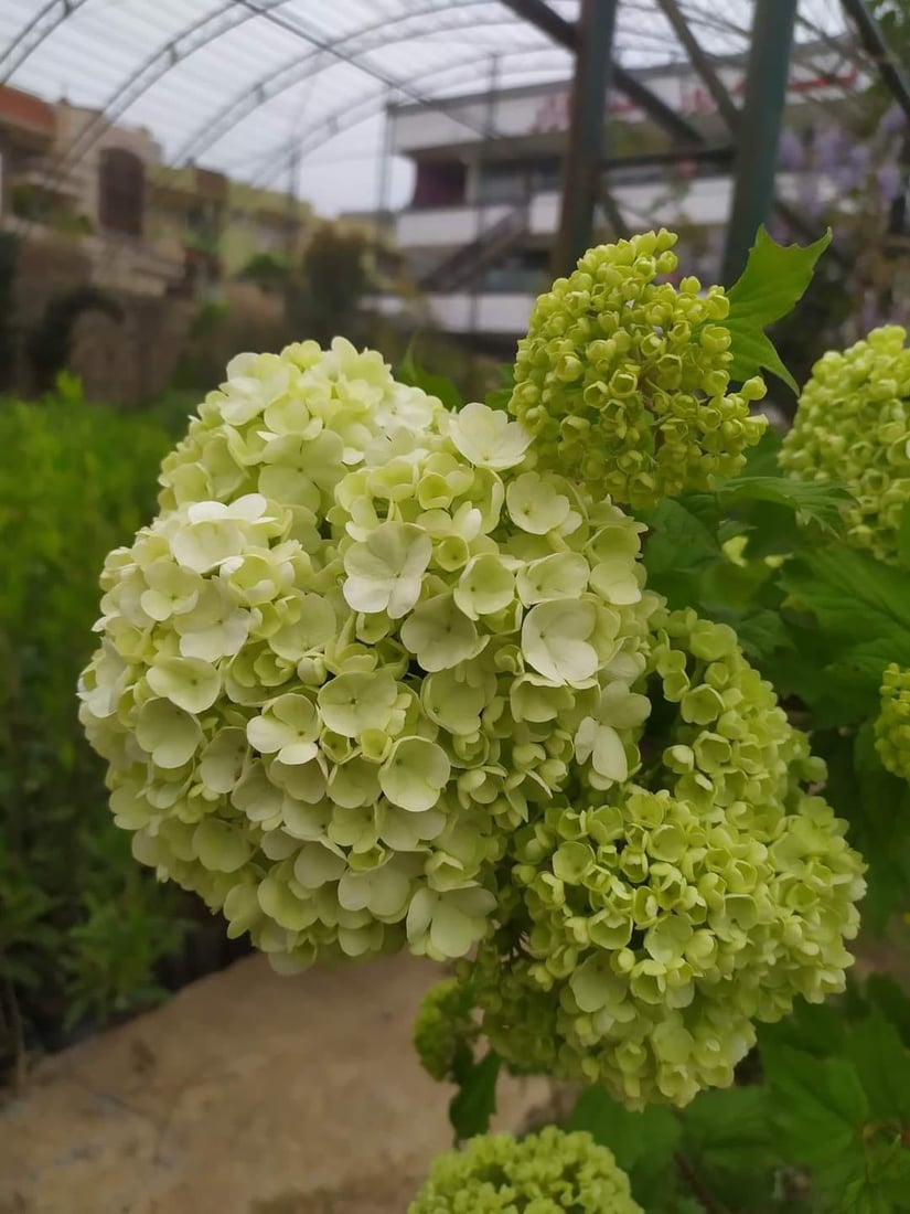 ئاكرێ گوڵباران كرا