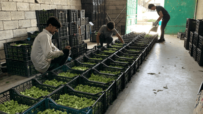 بامیەی پشدەر هەرزان بووە و جوتیاران گلەییان هەیە