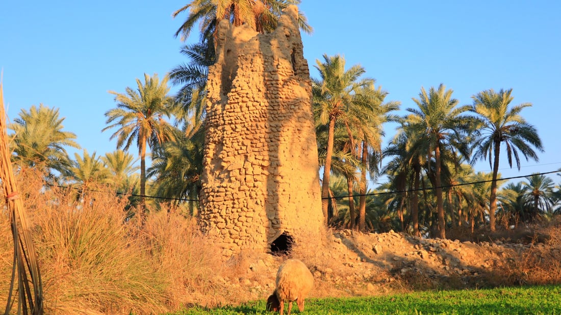 غابة نخيل في الأنبار تخفي برج مراقبة عثماني وقرية السادة رفضت تغيير اسمها (صور)