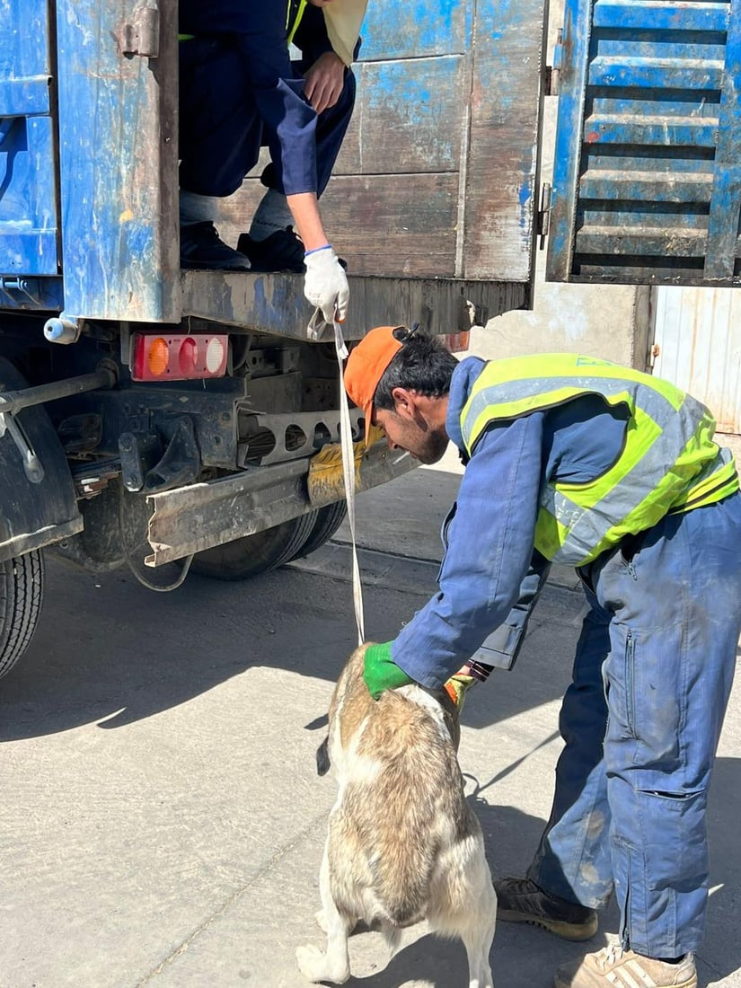قەرەداغ سەگەکانی کۆدەکاتەوە