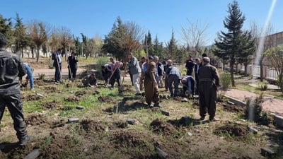 بازیان و ئەڵایی نەمامڕێژ دەکرێن