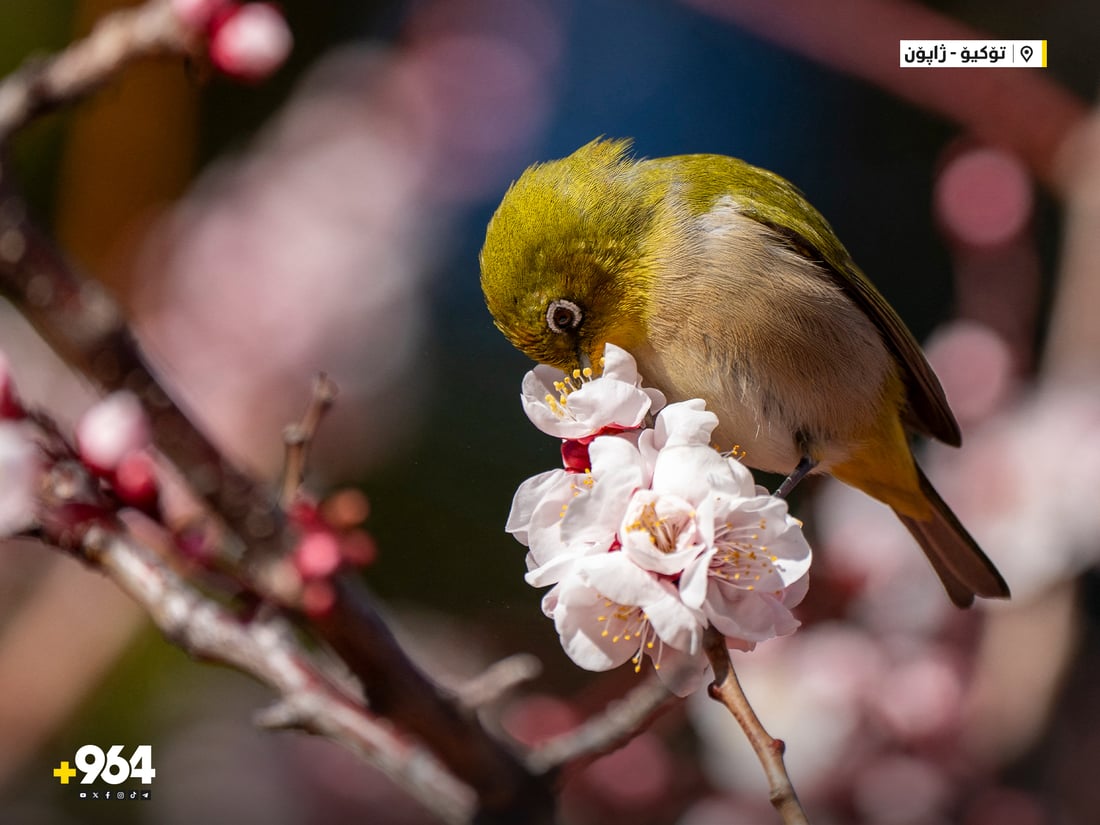 لەسەر تەختە دار دەینووسن؛ نزای خوێندکارانی ژاپۆن بۆ نمرەی بەرز