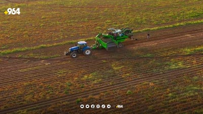 Duhok’s potato production surges by 70%