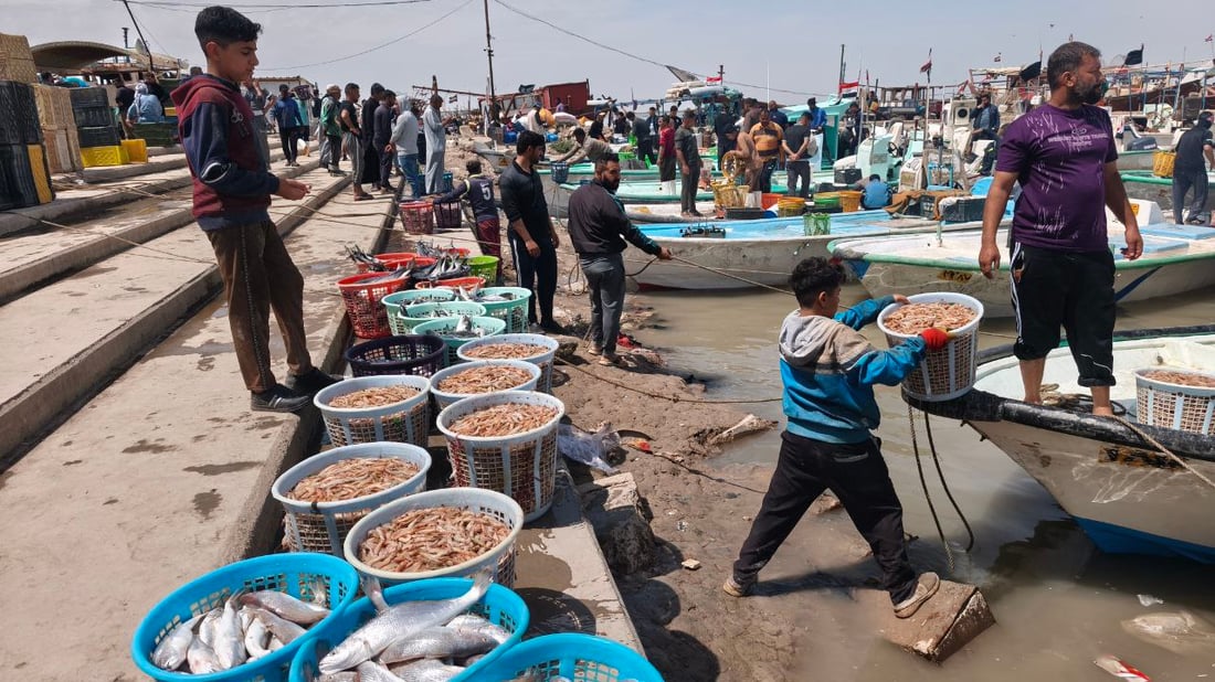 بدأ موسم “الحف” في الفاو.. مزاد النقعة يضج بعشاق السمك والطلب على “النويبي”