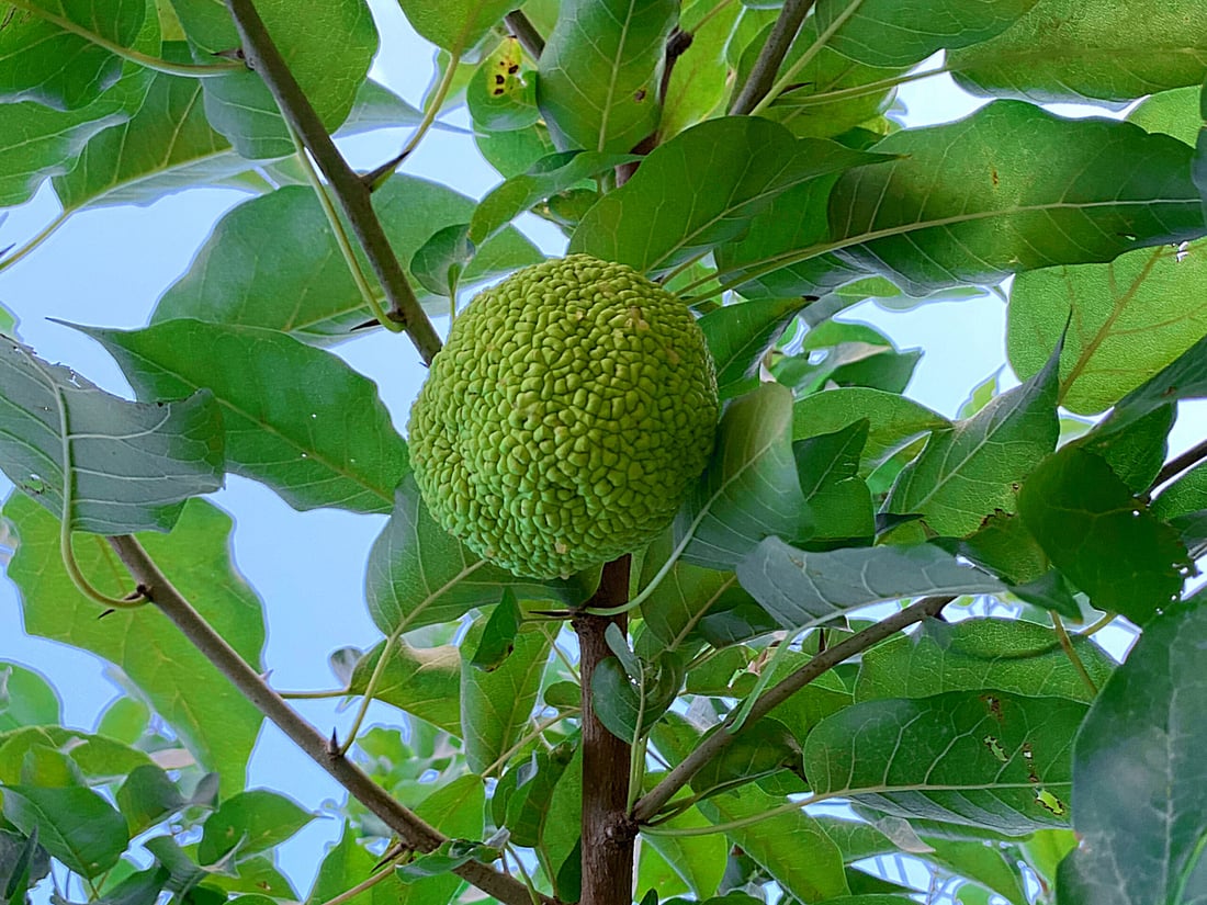 فيديو: “تكّي” بحجم التفاحة في السليمانية والشجرة انتقلت من طهران