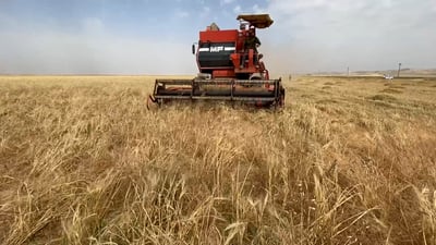 مزارعو الطوز يحصدون الشعير بآليات مؤجرة.. “افتحوا السايلو قبل أن نبيع للتجار”